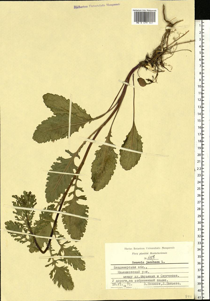 Jacobaea vulgaris subsp. vulgaris, Eastern Europe, Central region (E4) (Russia)