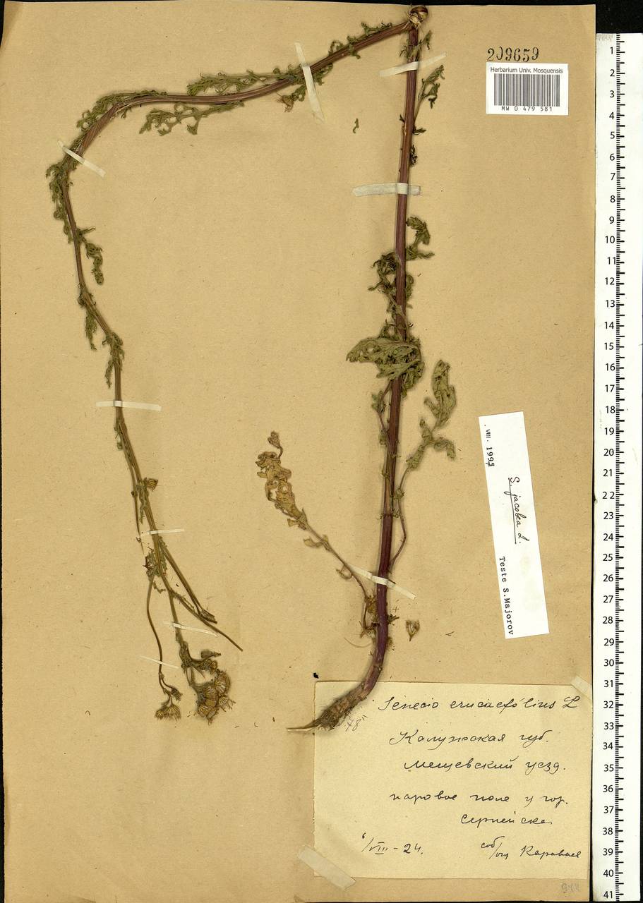 Jacobaea vulgaris subsp. vulgaris, Eastern Europe, Central region (E4) (Russia)