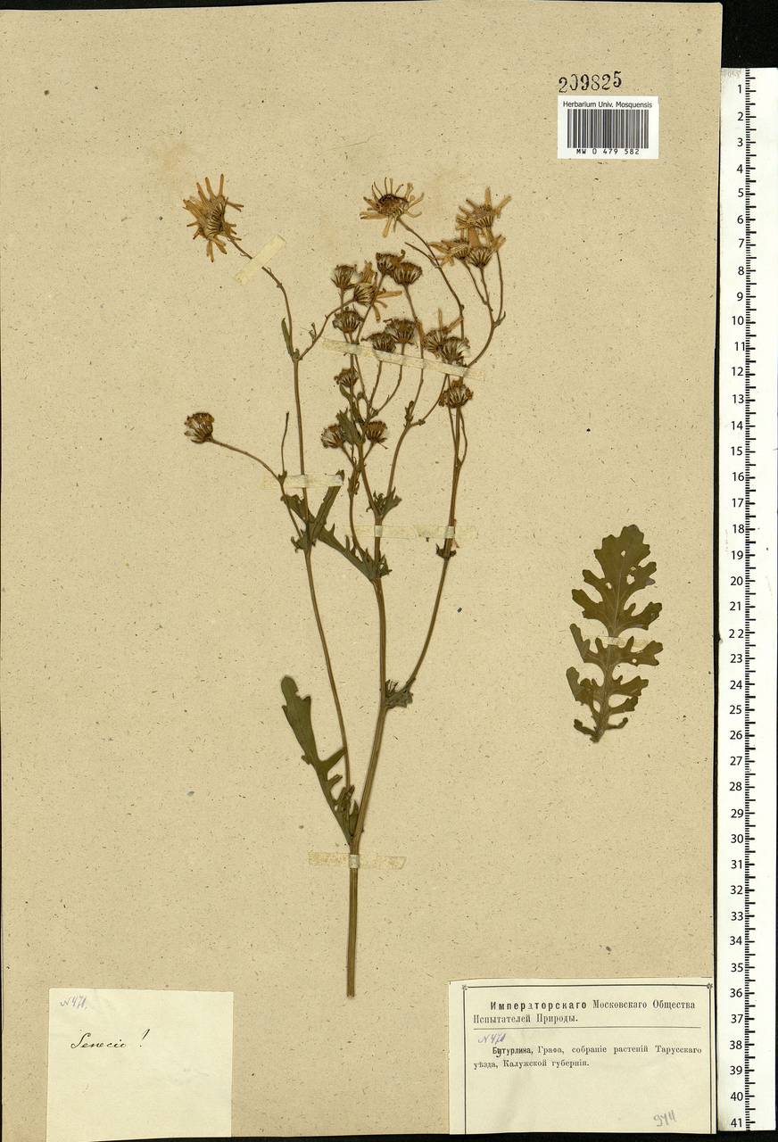 Jacobaea vulgaris subsp. vulgaris, Eastern Europe, Central region (E4) (Russia)