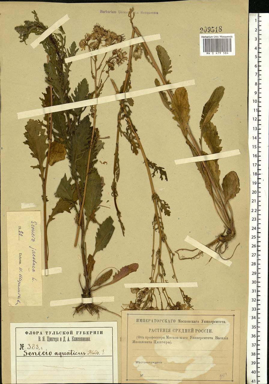 Jacobaea vulgaris subsp. vulgaris, Eastern Europe, Central region (E4) (Russia)