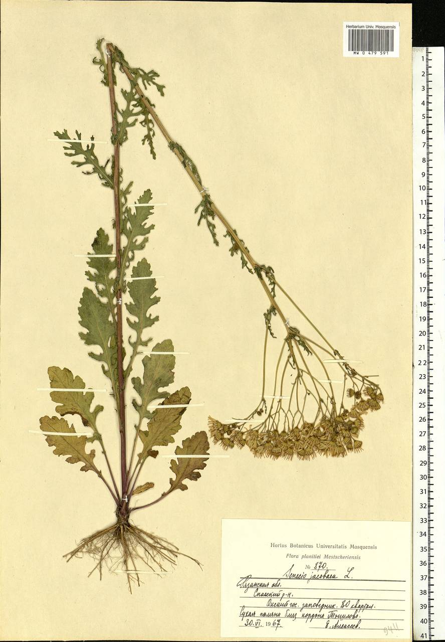 Jacobaea vulgaris subsp. vulgaris, Eastern Europe, Central region (E4) (Russia)