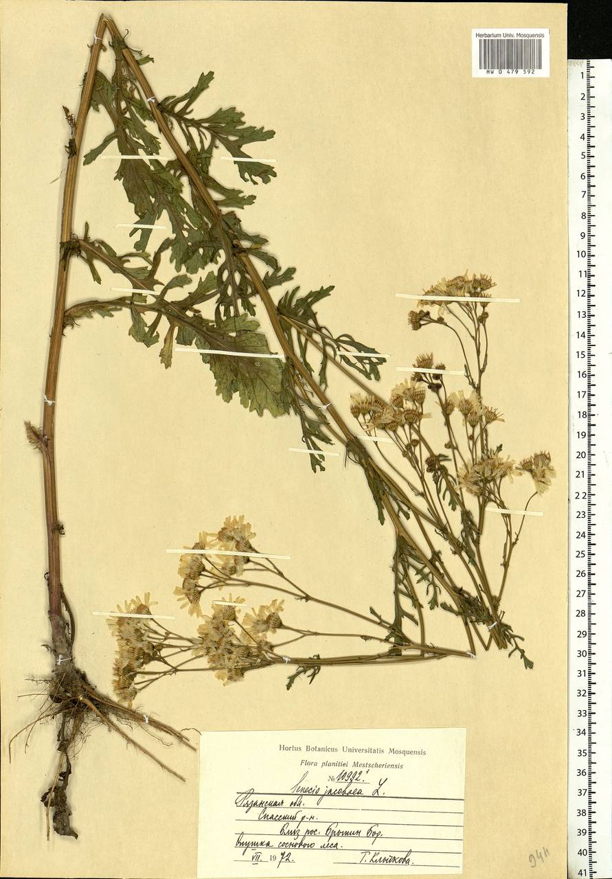 Jacobaea vulgaris subsp. vulgaris, Eastern Europe, Central region (E4) (Russia)