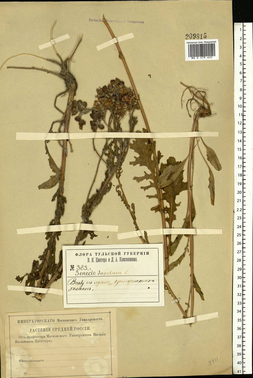 Jacobaea vulgaris subsp. vulgaris, Eastern Europe, Central region (E4) (Russia)