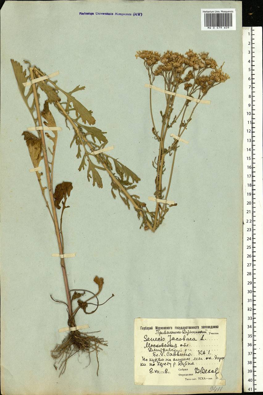 Jacobaea vulgaris subsp. vulgaris, Eastern Europe, Moscow region (E4a) (Russia)