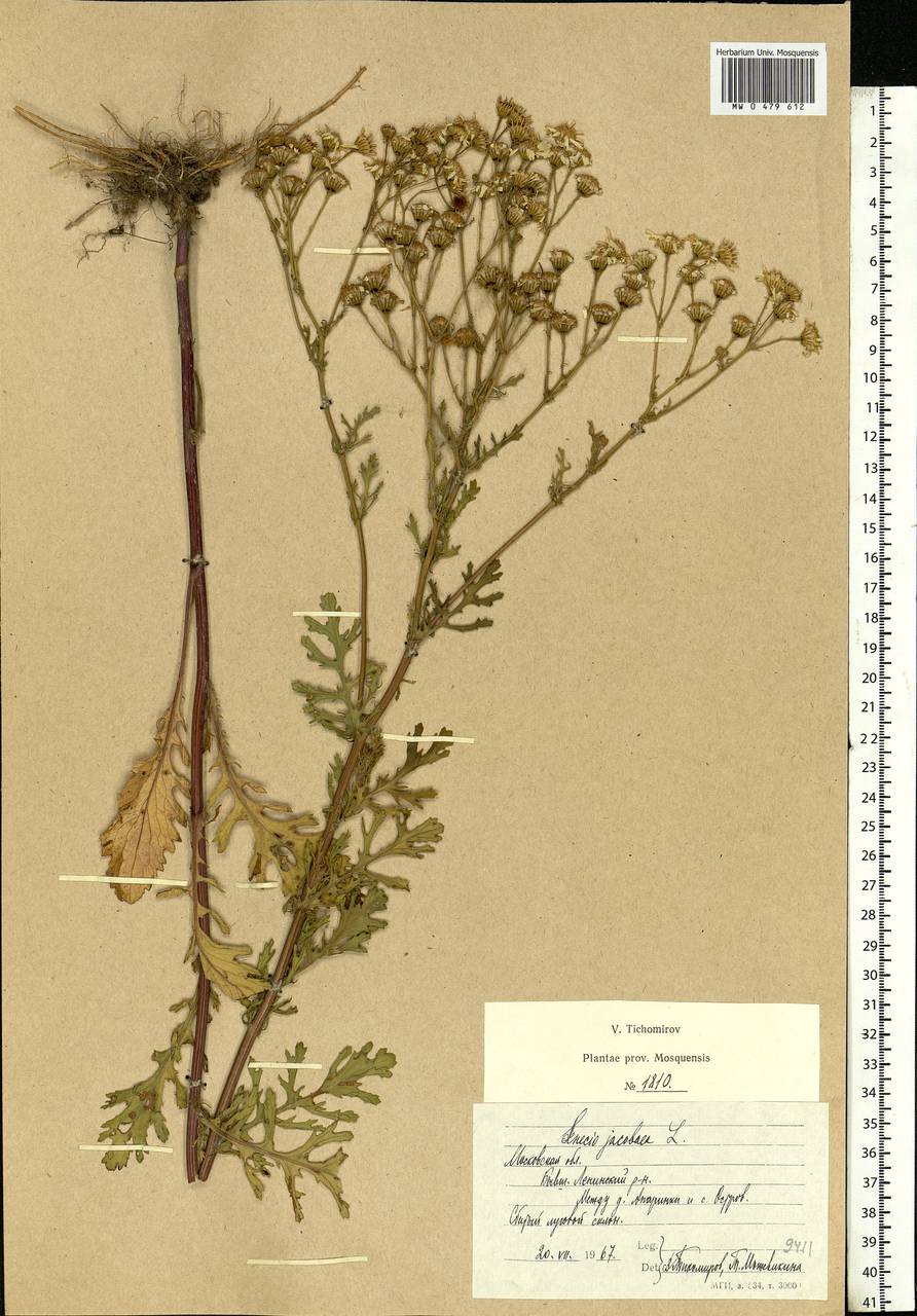 Jacobaea vulgaris subsp. vulgaris, Eastern Europe, Moscow region (E4a) (Russia)