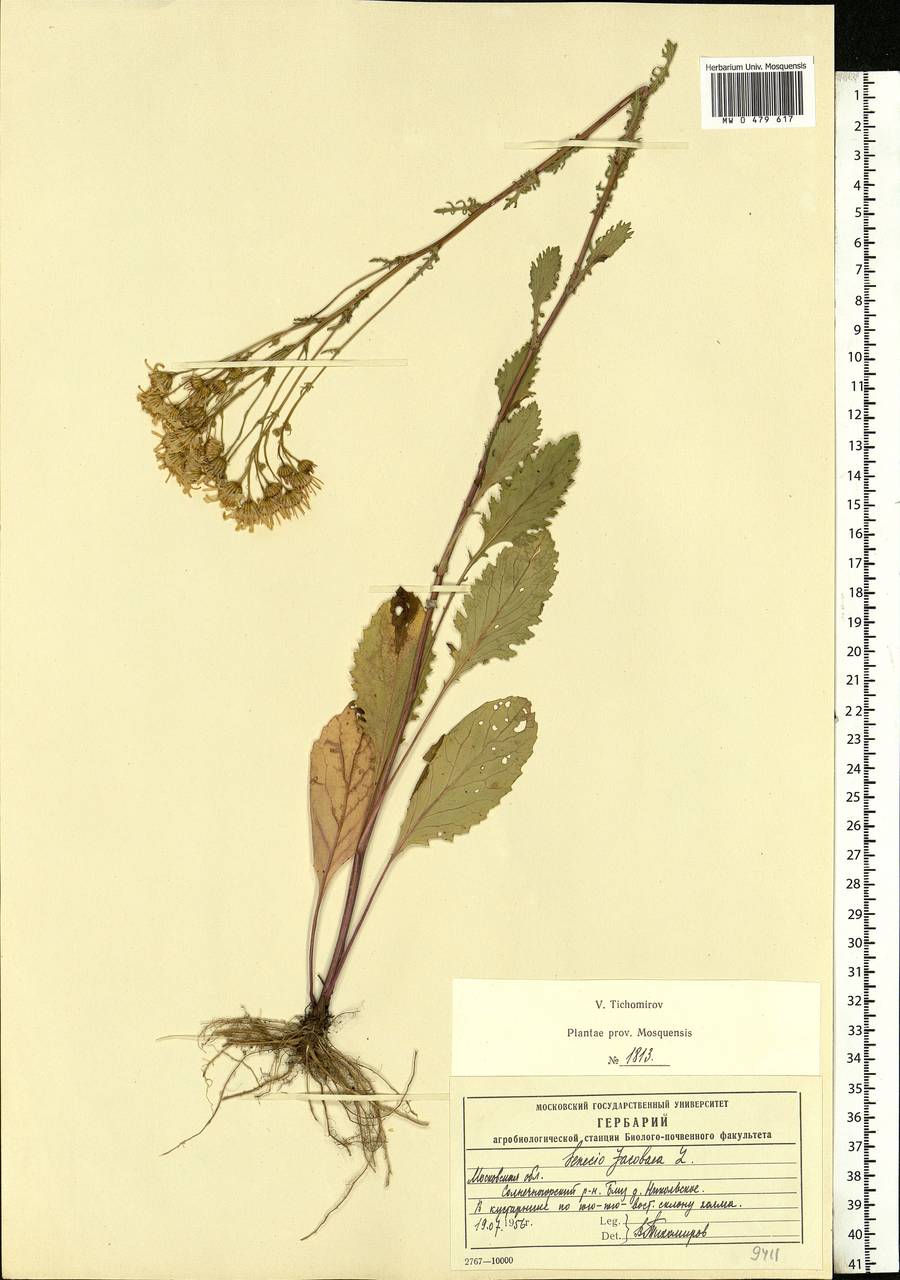 Jacobaea vulgaris subsp. vulgaris, Eastern Europe, Moscow region (E4a) (Russia)