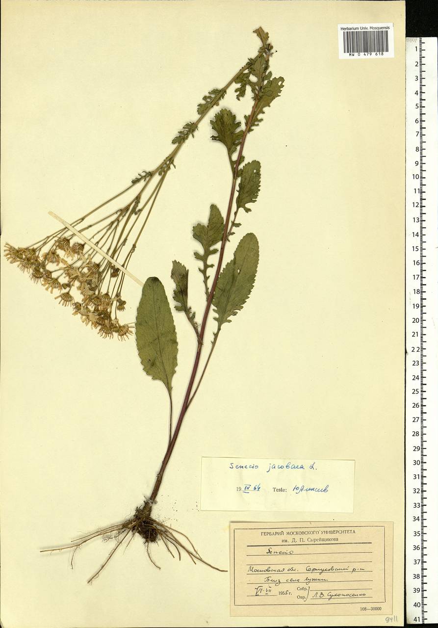 Jacobaea vulgaris subsp. vulgaris, Eastern Europe, Moscow region (E4a) (Russia)