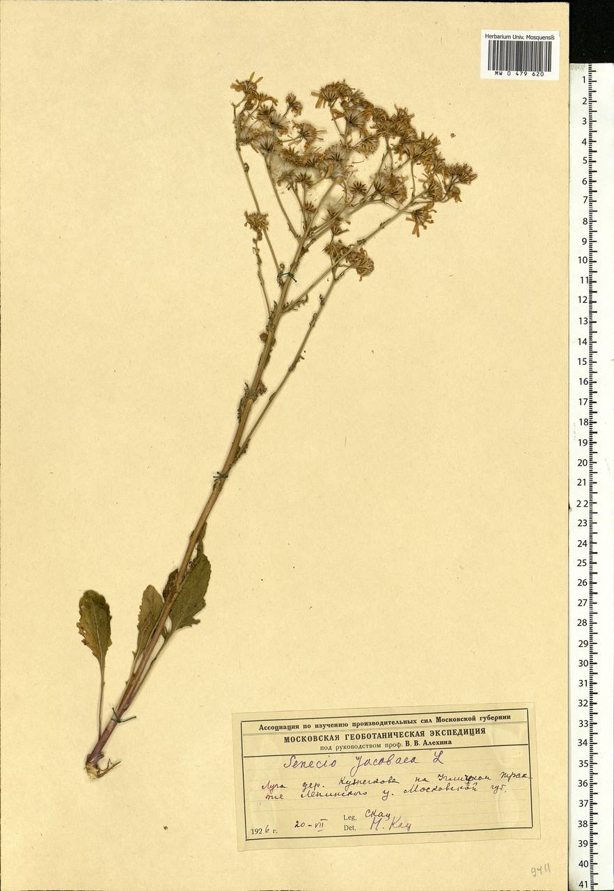 Jacobaea vulgaris subsp. vulgaris, Eastern Europe, Moscow region (E4a) (Russia)