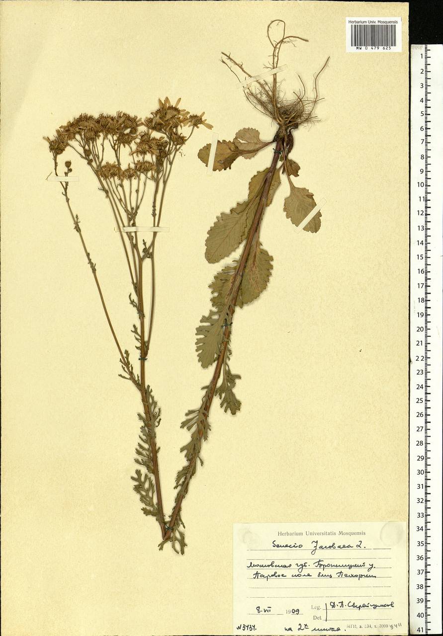 Jacobaea vulgaris subsp. vulgaris, Eastern Europe, Moscow region (E4a) (Russia)