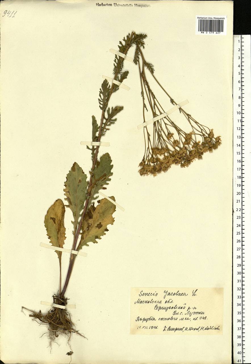 Jacobaea vulgaris subsp. vulgaris, Eastern Europe, Moscow region (E4a) (Russia)