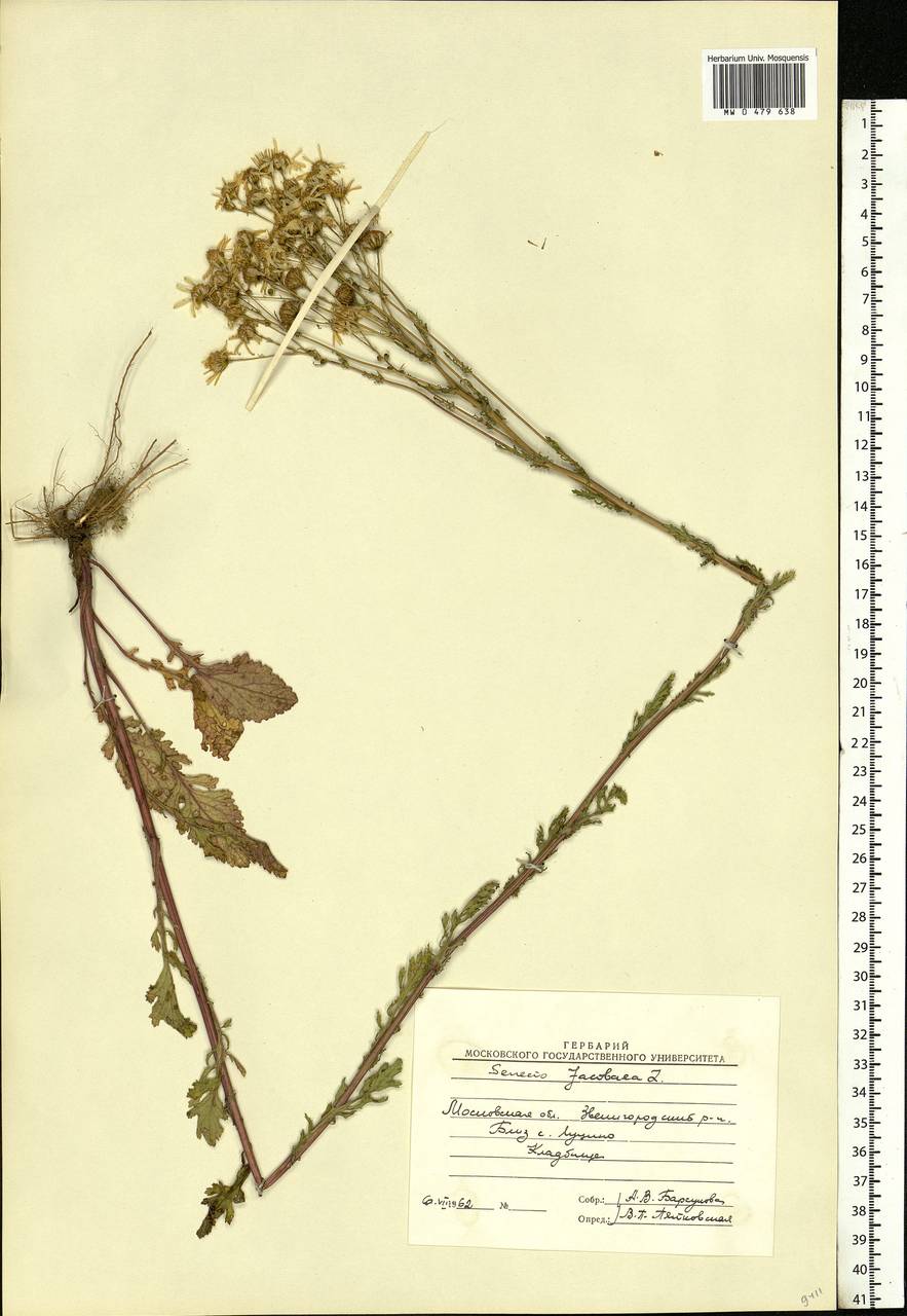 Jacobaea vulgaris subsp. vulgaris, Eastern Europe, Moscow region (E4a) (Russia)