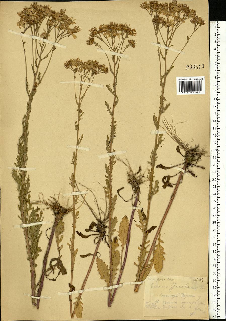 Jacobaea vulgaris subsp. vulgaris, Eastern Europe, Moscow region (E4a) (Russia)