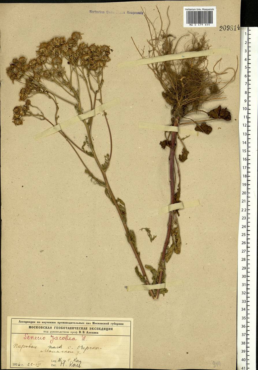 Jacobaea vulgaris subsp. vulgaris, Eastern Europe, Moscow region (E4a) (Russia)