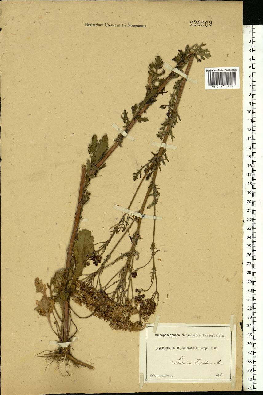 Jacobaea vulgaris subsp. vulgaris, Eastern Europe, Moscow region (E4a) (Russia)