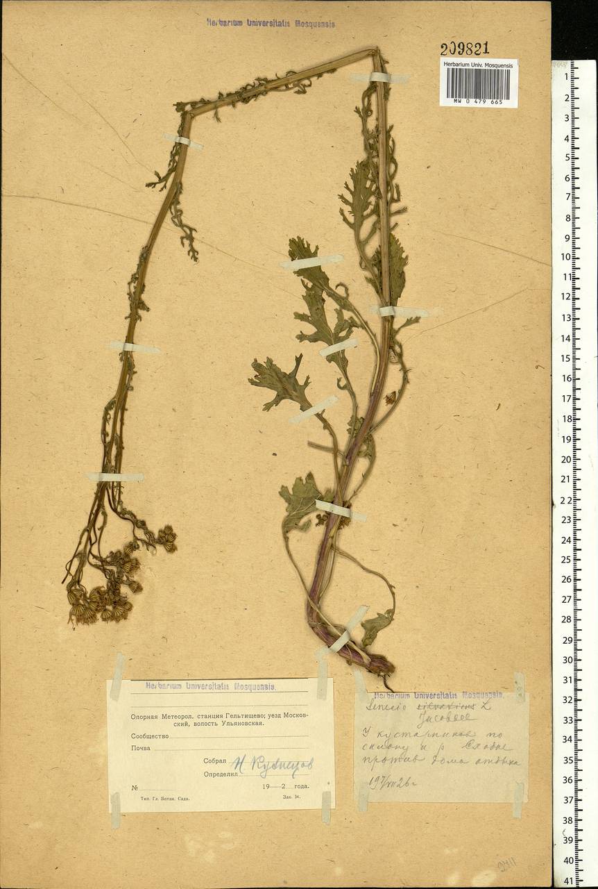 Jacobaea vulgaris subsp. vulgaris, Eastern Europe, Moscow region (E4a) (Russia)