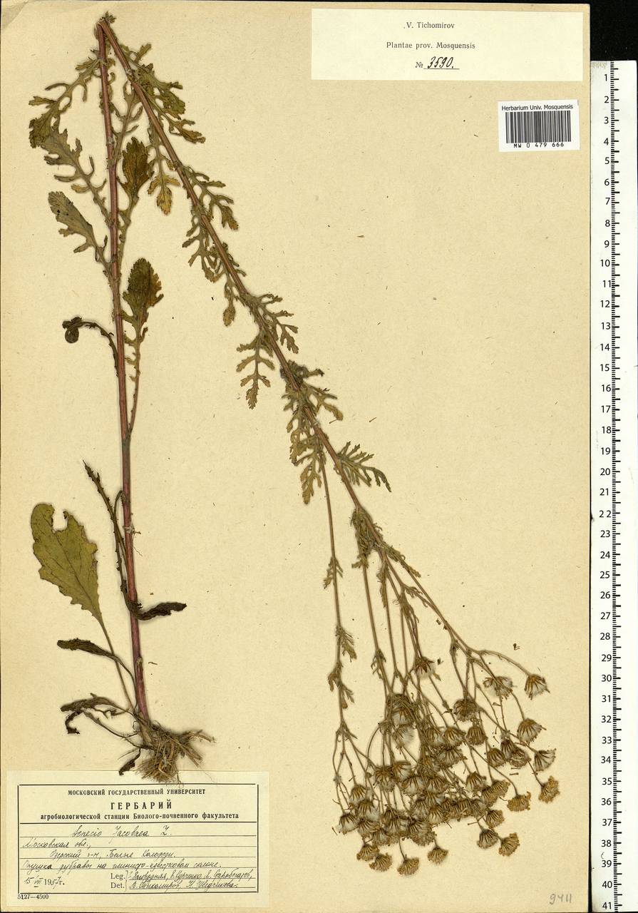 Jacobaea vulgaris subsp. vulgaris, Eastern Europe, Moscow region (E4a) (Russia)