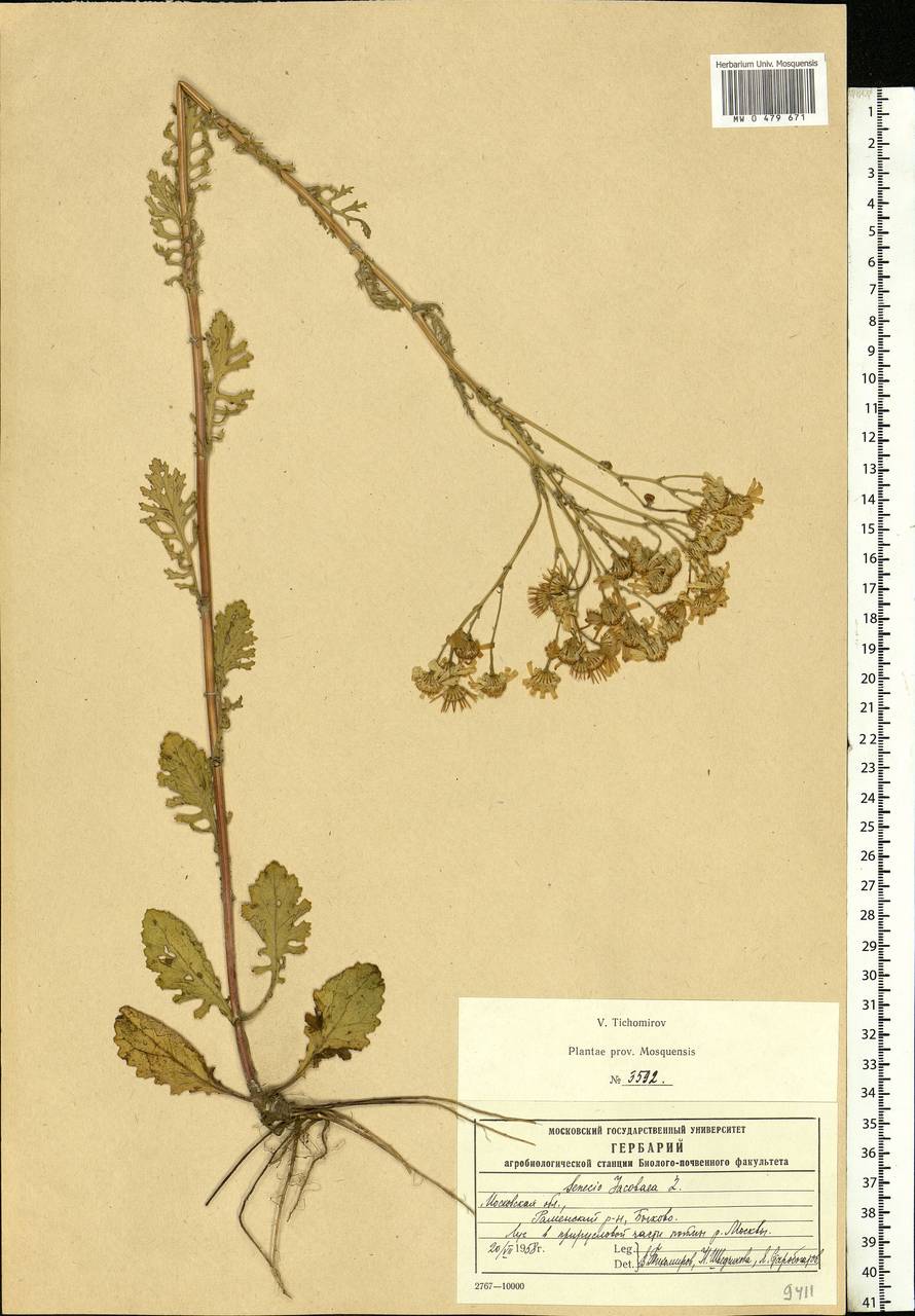 Jacobaea vulgaris subsp. vulgaris, Eastern Europe, Moscow region (E4a) (Russia)