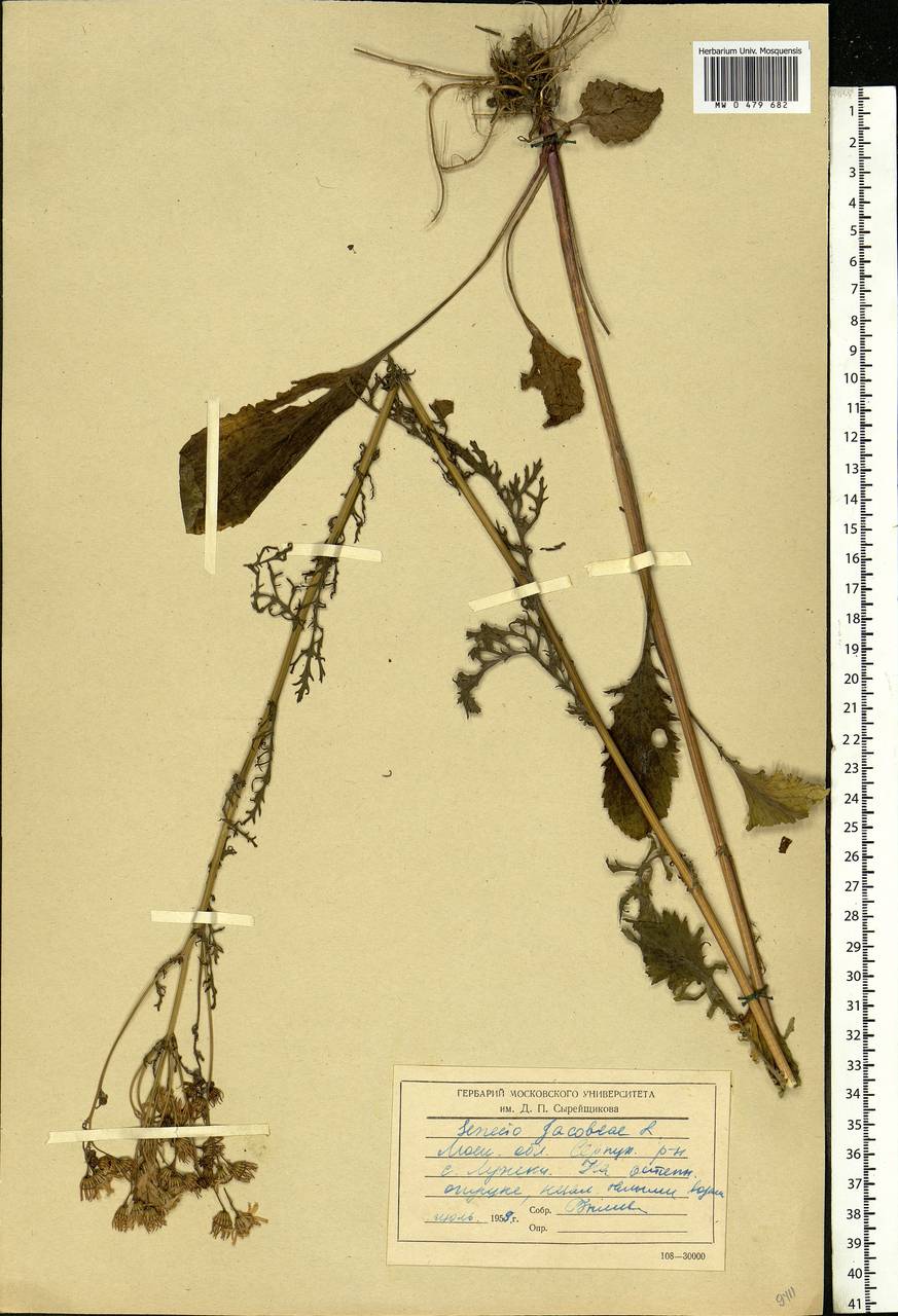 Jacobaea vulgaris subsp. vulgaris, Eastern Europe, Moscow region (E4a) (Russia)