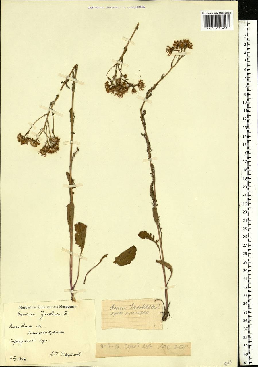 Jacobaea vulgaris subsp. vulgaris, Eastern Europe, Moscow region (E4a) (Russia)