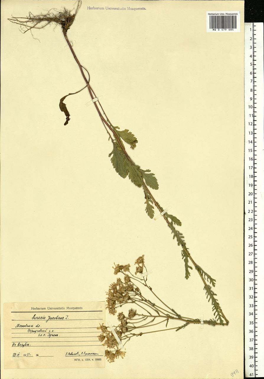 Jacobaea vulgaris subsp. vulgaris, Eastern Europe, Moscow region (E4a) (Russia)