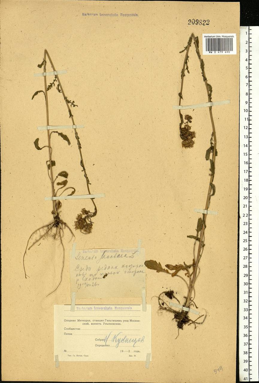 Jacobaea vulgaris subsp. vulgaris, Eastern Europe, Moscow region (E4a) (Russia)