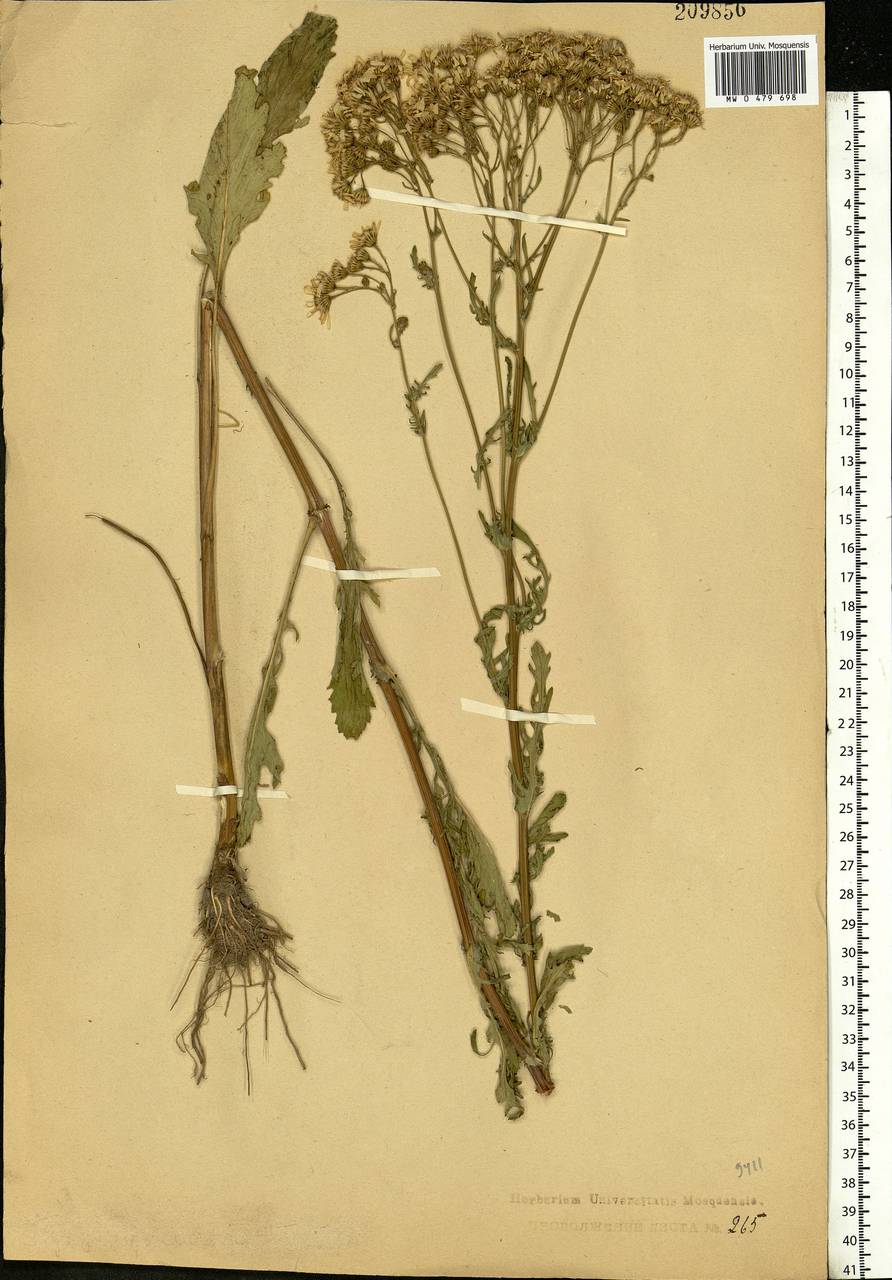 Jacobaea vulgaris subsp. vulgaris, Eastern Europe, Central forest region (E5) (Russia)