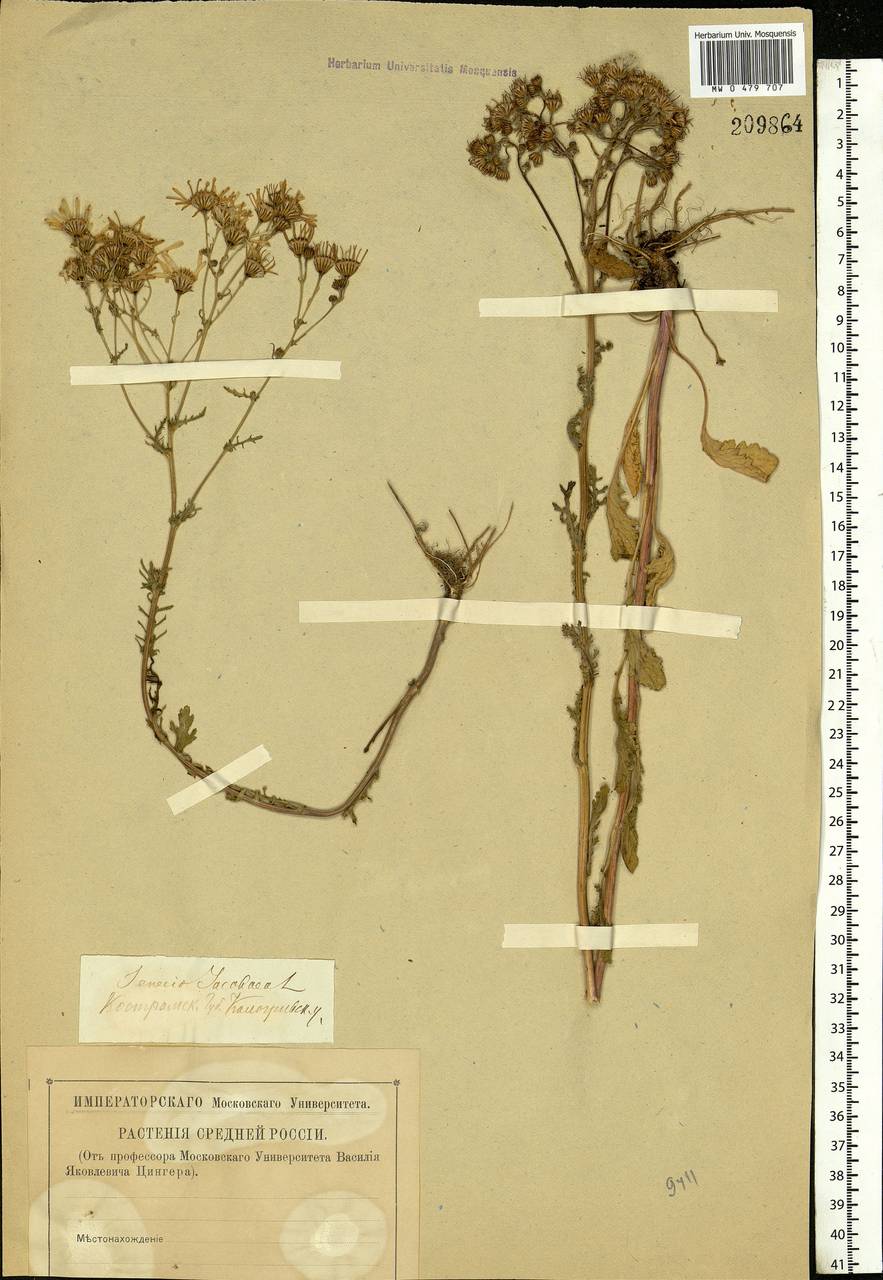 Jacobaea vulgaris subsp. vulgaris, Eastern Europe, Central forest region (E5) (Russia)