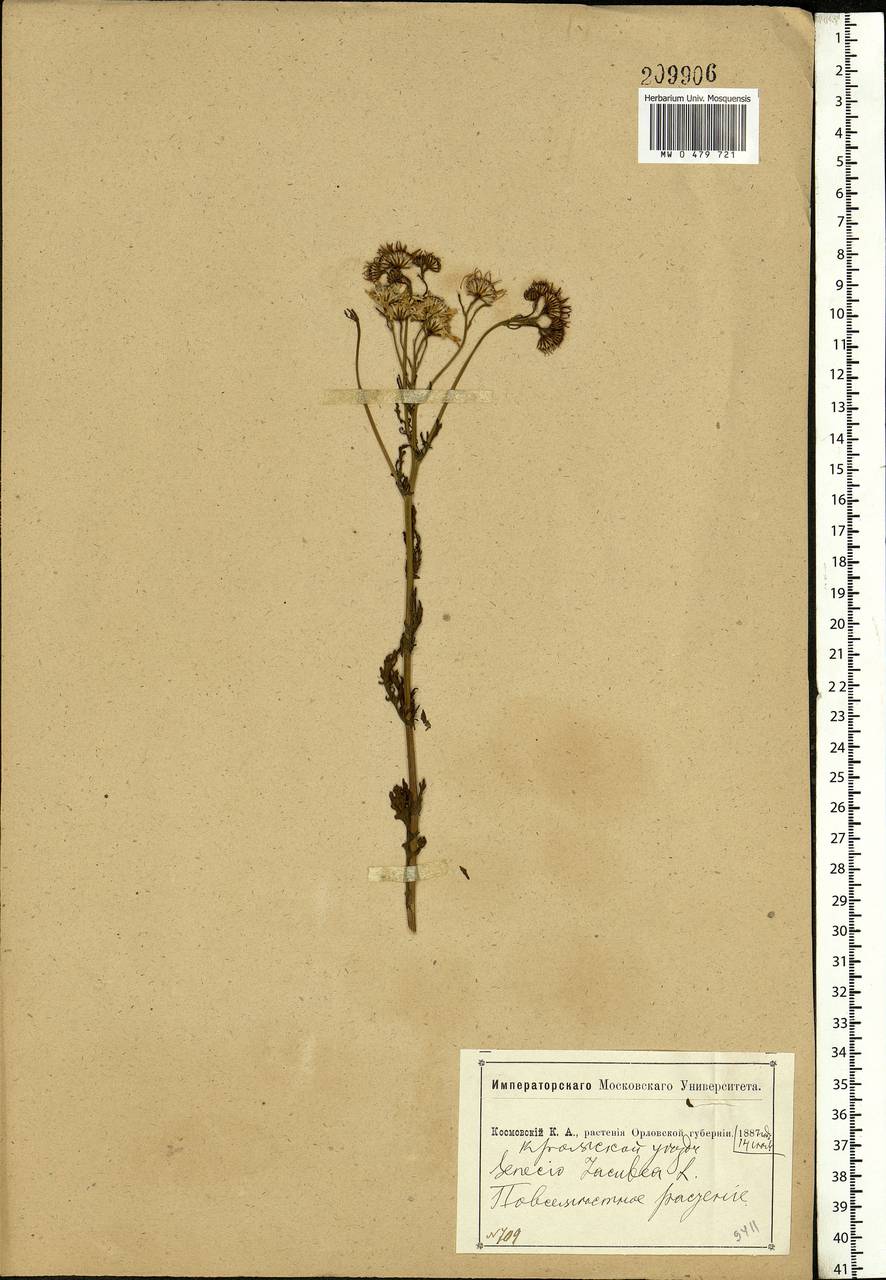 Jacobaea vulgaris subsp. vulgaris, Eastern Europe, Central forest-and-steppe region (E6) (Russia)