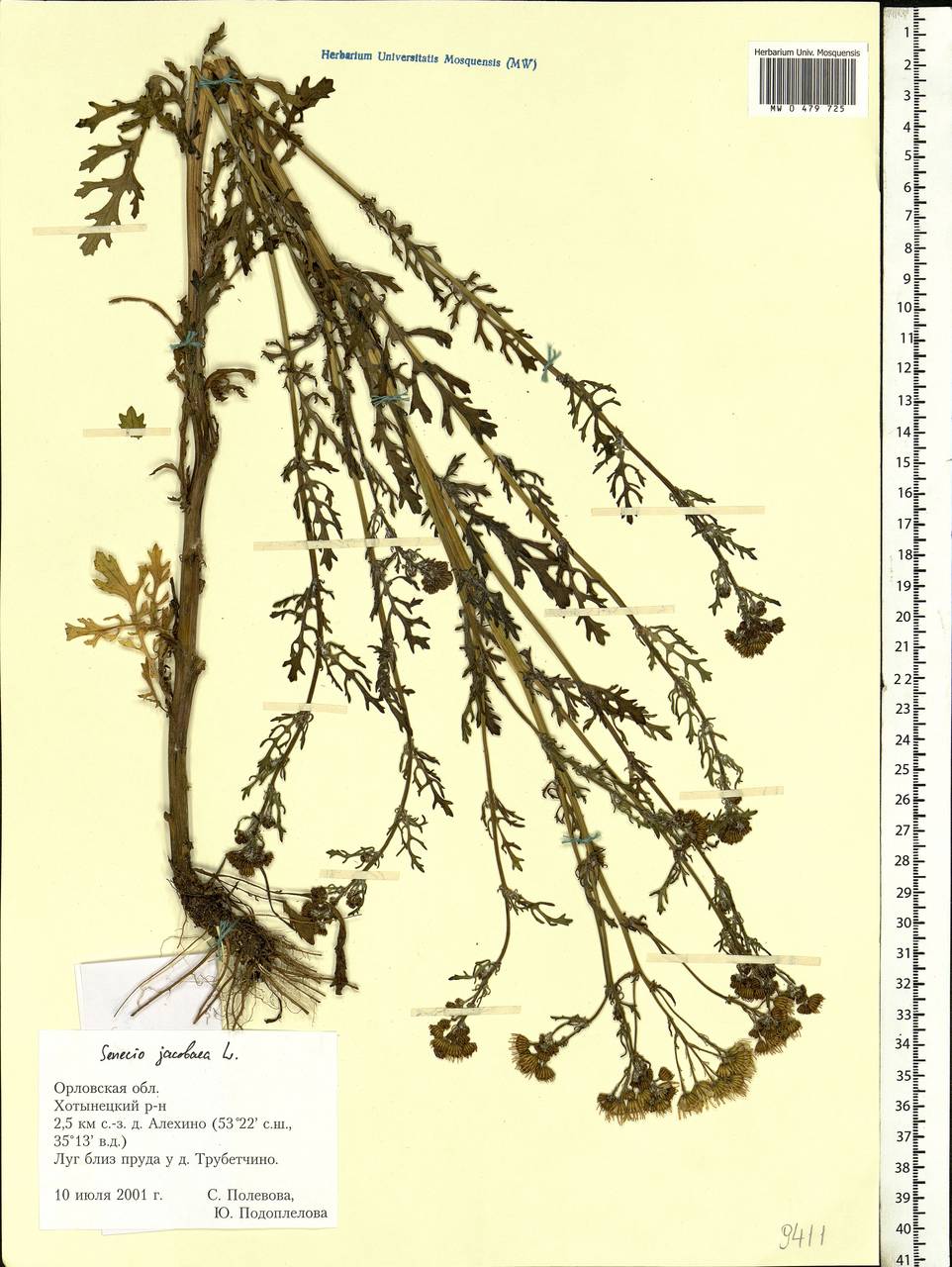 Jacobaea vulgaris subsp. vulgaris, Eastern Europe, Central forest-and-steppe region (E6) (Russia)