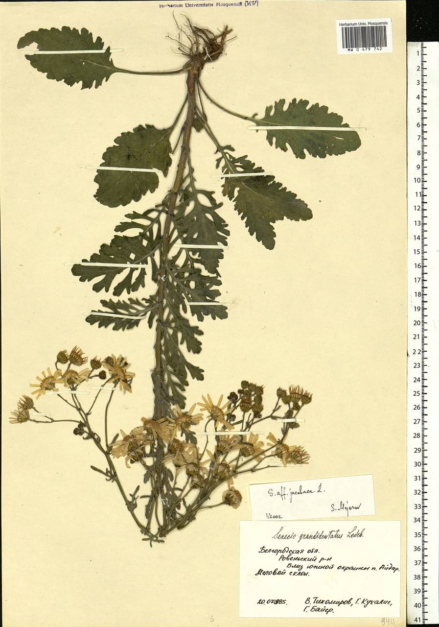 Jacobaea vulgaris subsp. vulgaris, Eastern Europe, Central forest-and-steppe region (E6) (Russia)