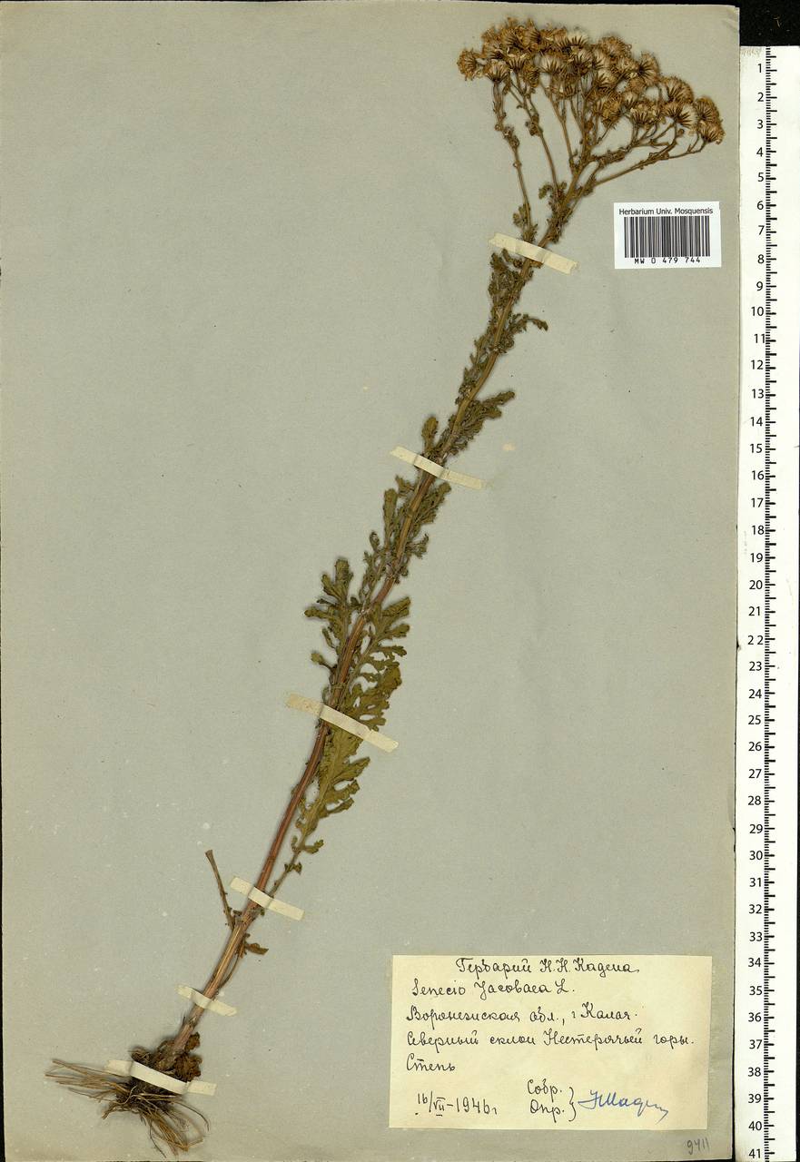 Jacobaea vulgaris subsp. vulgaris, Eastern Europe, Central forest-and-steppe region (E6) (Russia)