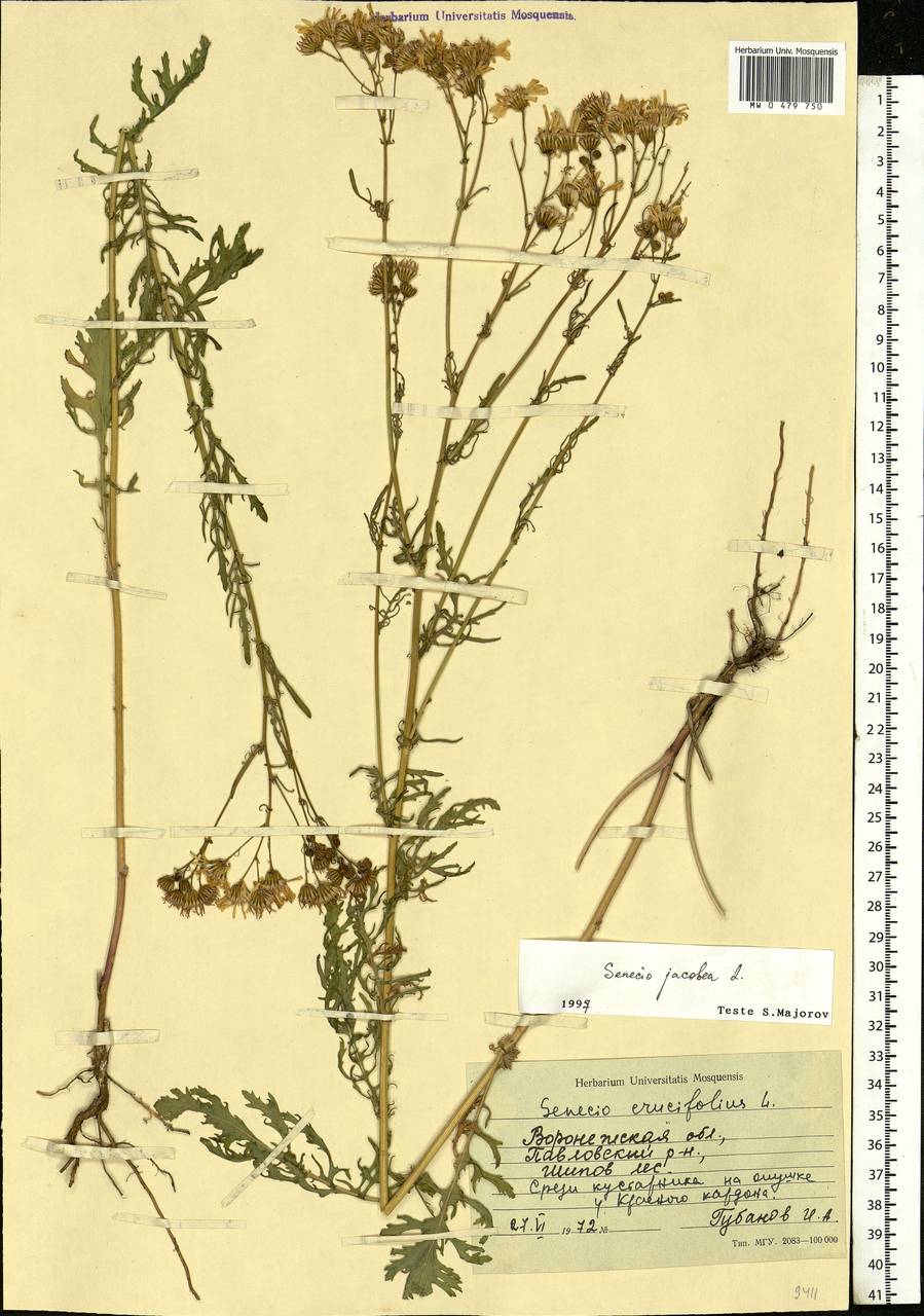 Jacobaea vulgaris subsp. vulgaris, Eastern Europe, Central forest-and-steppe region (E6) (Russia)