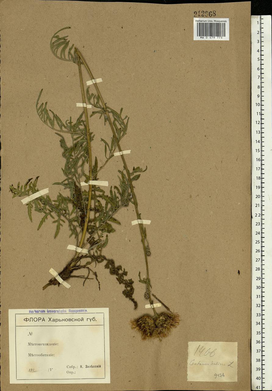 Centaurea scabiosa L., Eastern Europe, North Ukrainian region (E11) (Ukraine)