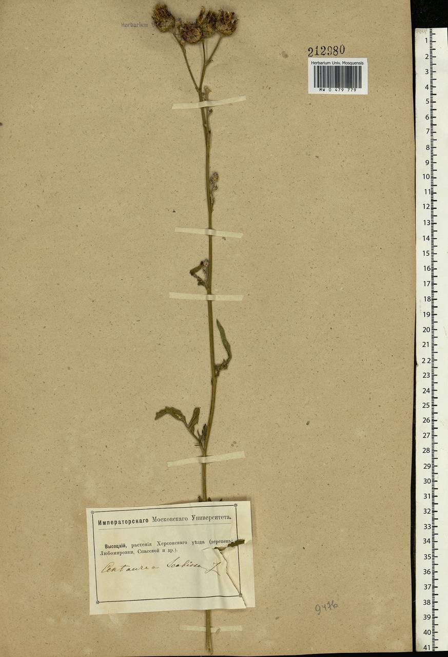 Centaurea scabiosa L., Eastern Europe, South Ukrainian region (E12) (Ukraine)