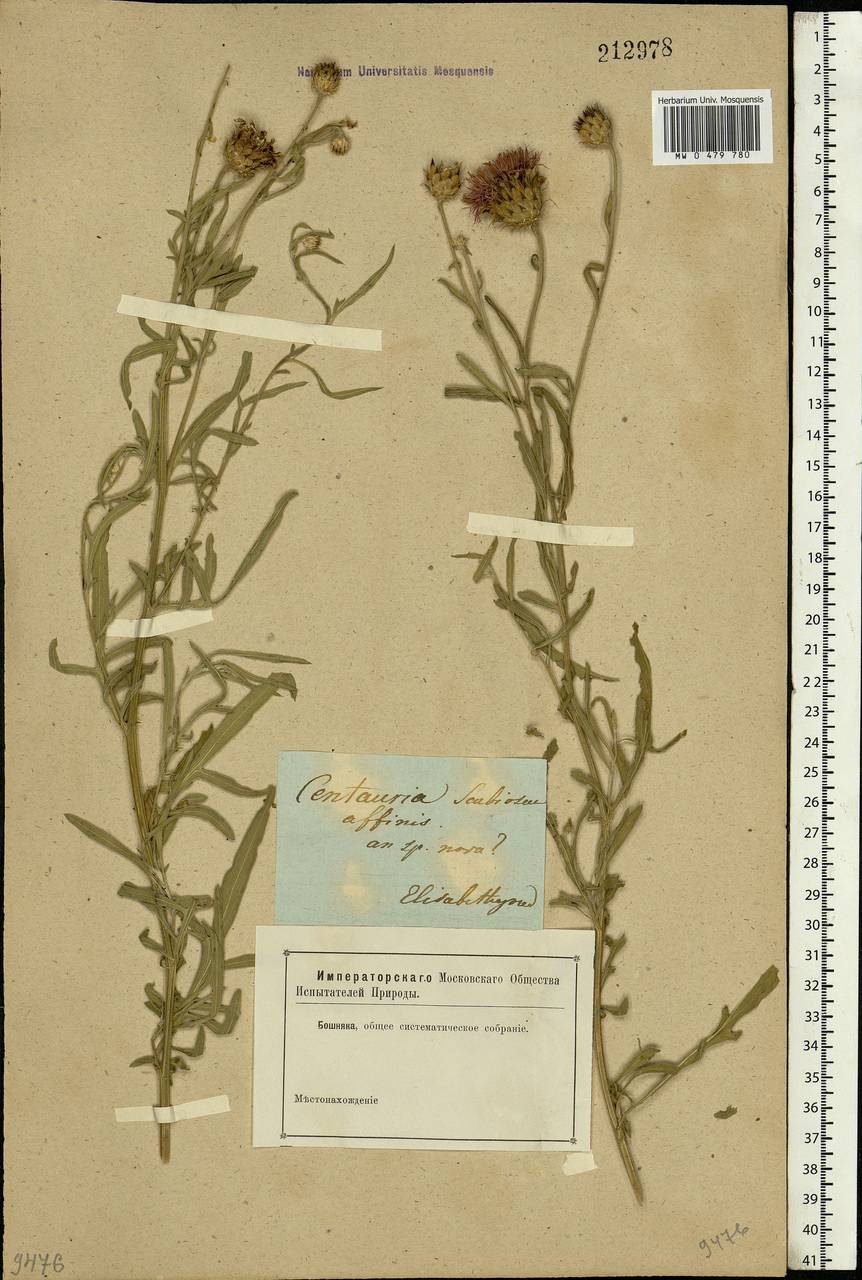 Centaurea scabiosa L., Eastern Europe, South Ukrainian region (E12) (Ukraine)