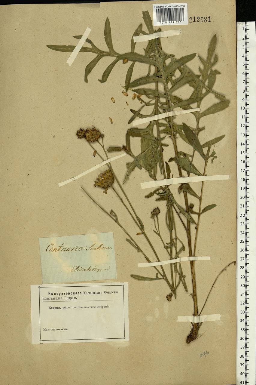 Centaurea scabiosa L., Eastern Europe, South Ukrainian region (E12) (Ukraine)