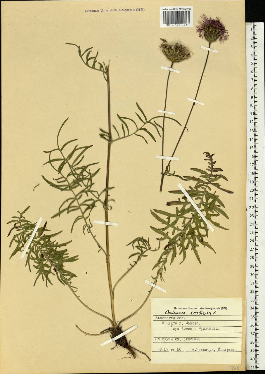 Centaurea scabiosa L., Eastern Europe, West Ukrainian region (E13) (Ukraine)