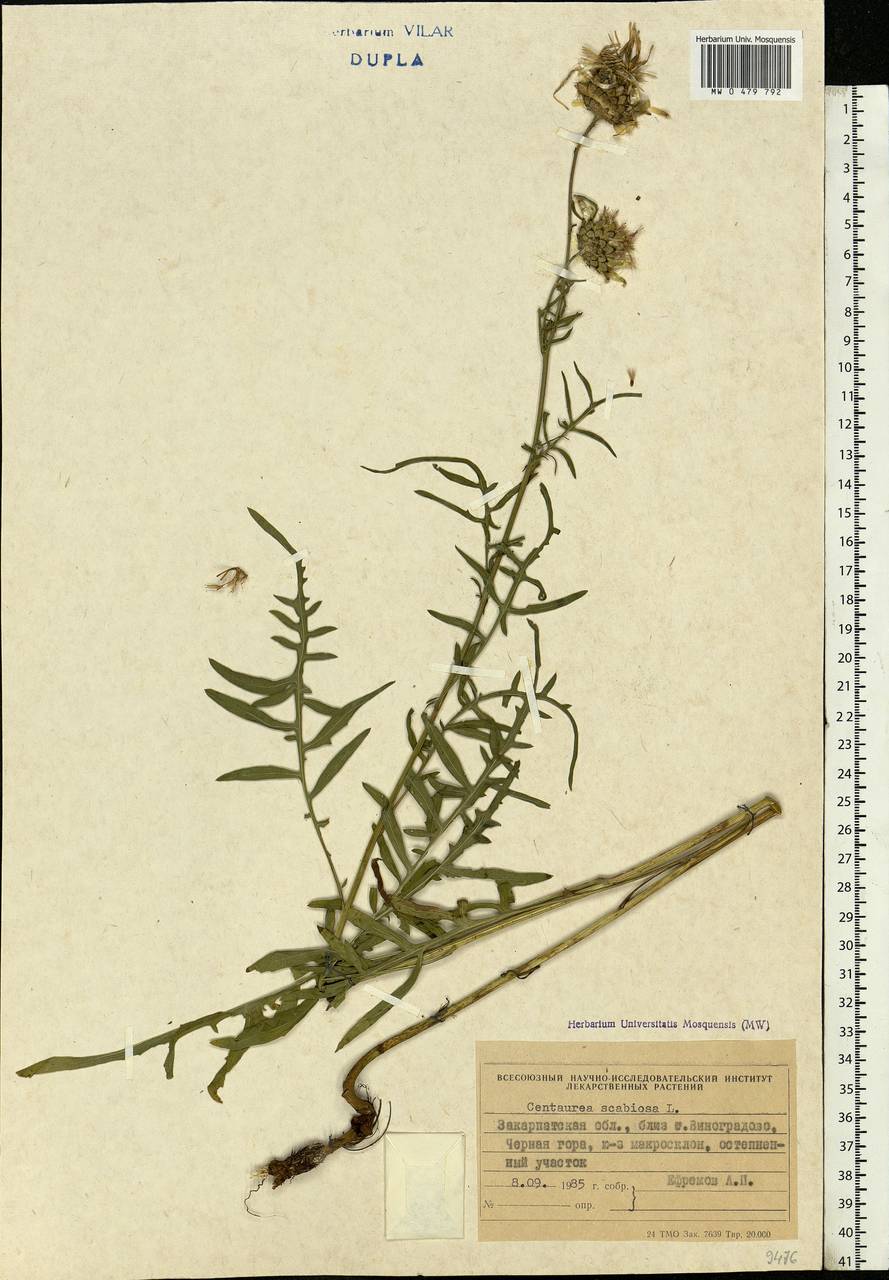Centaurea scabiosa L., Eastern Europe, West Ukrainian region (E13) (Ukraine)