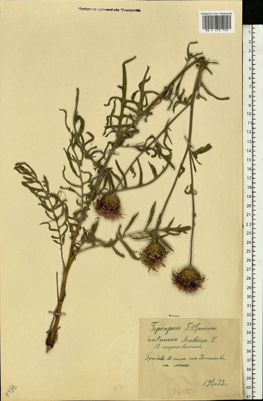 Centaurea scabiosa L., Eastern Europe, Middle Volga region (E8) (Russia)