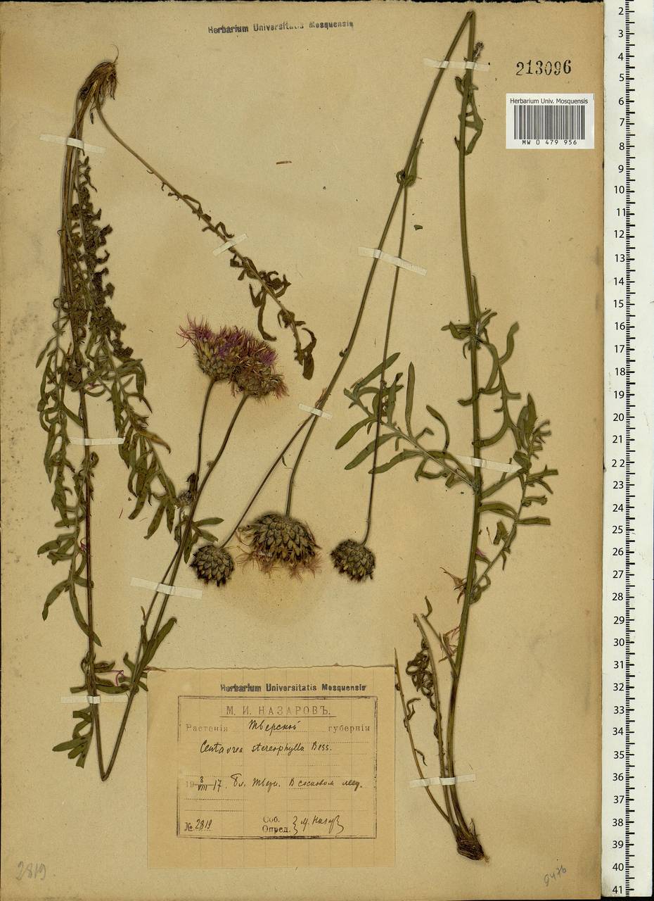 Centaurea stereophylla Besser, Eastern Europe, North-Western region (E2) (Russia)