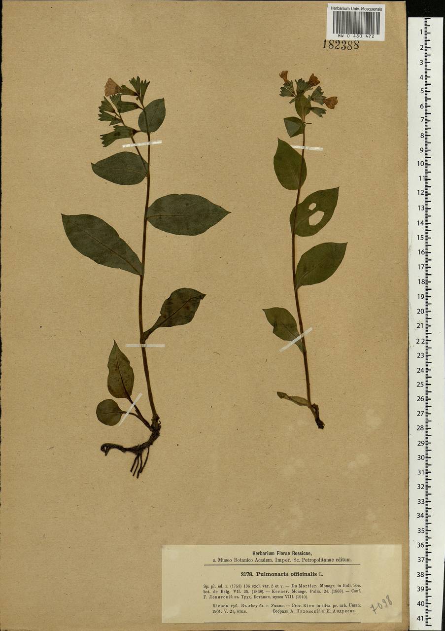 Pulmonaria obscura Dumort., Eastern Europe, North Ukrainian region (E11) (Ukraine)