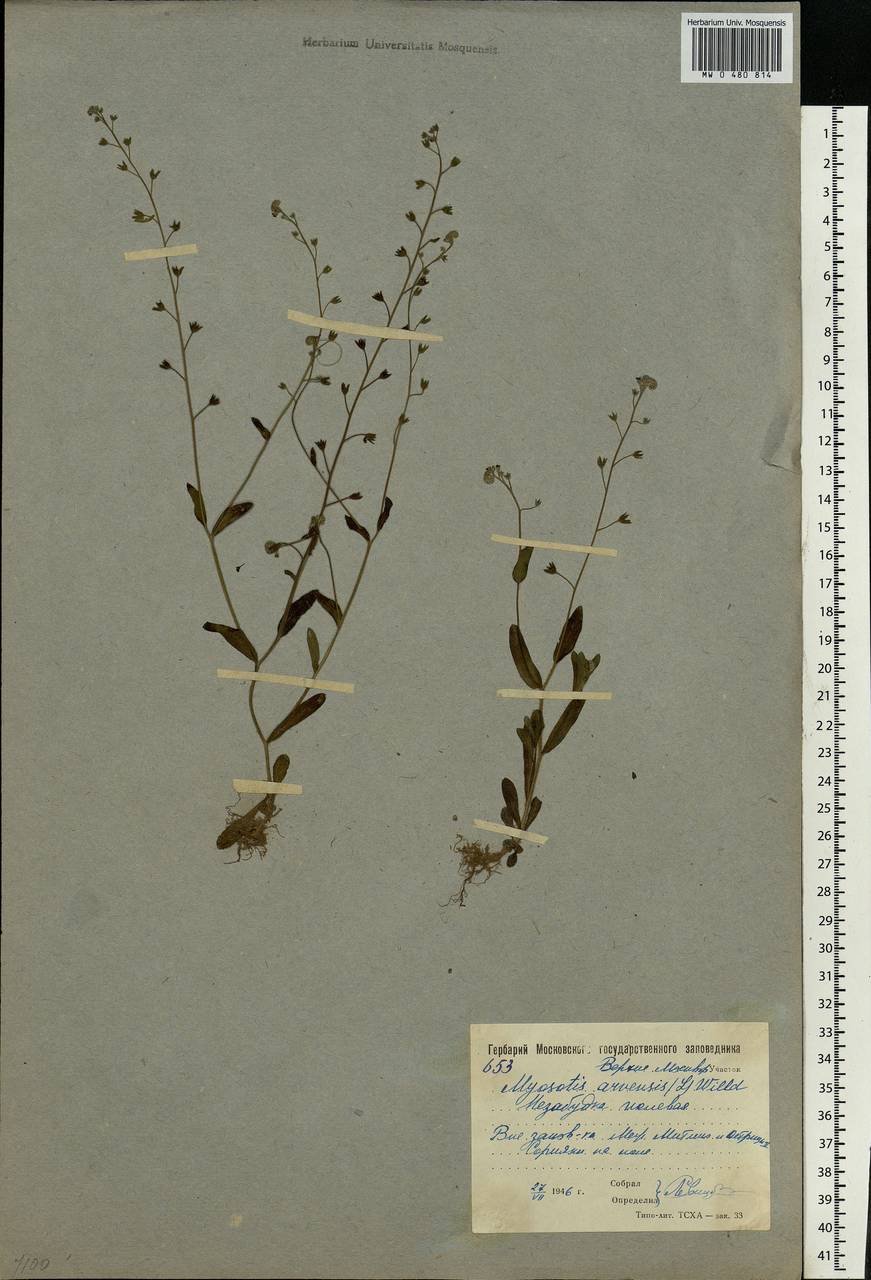 Myosotis arvensis (L.) Hill, Eastern Europe, Moscow region (E4a) (Russia)