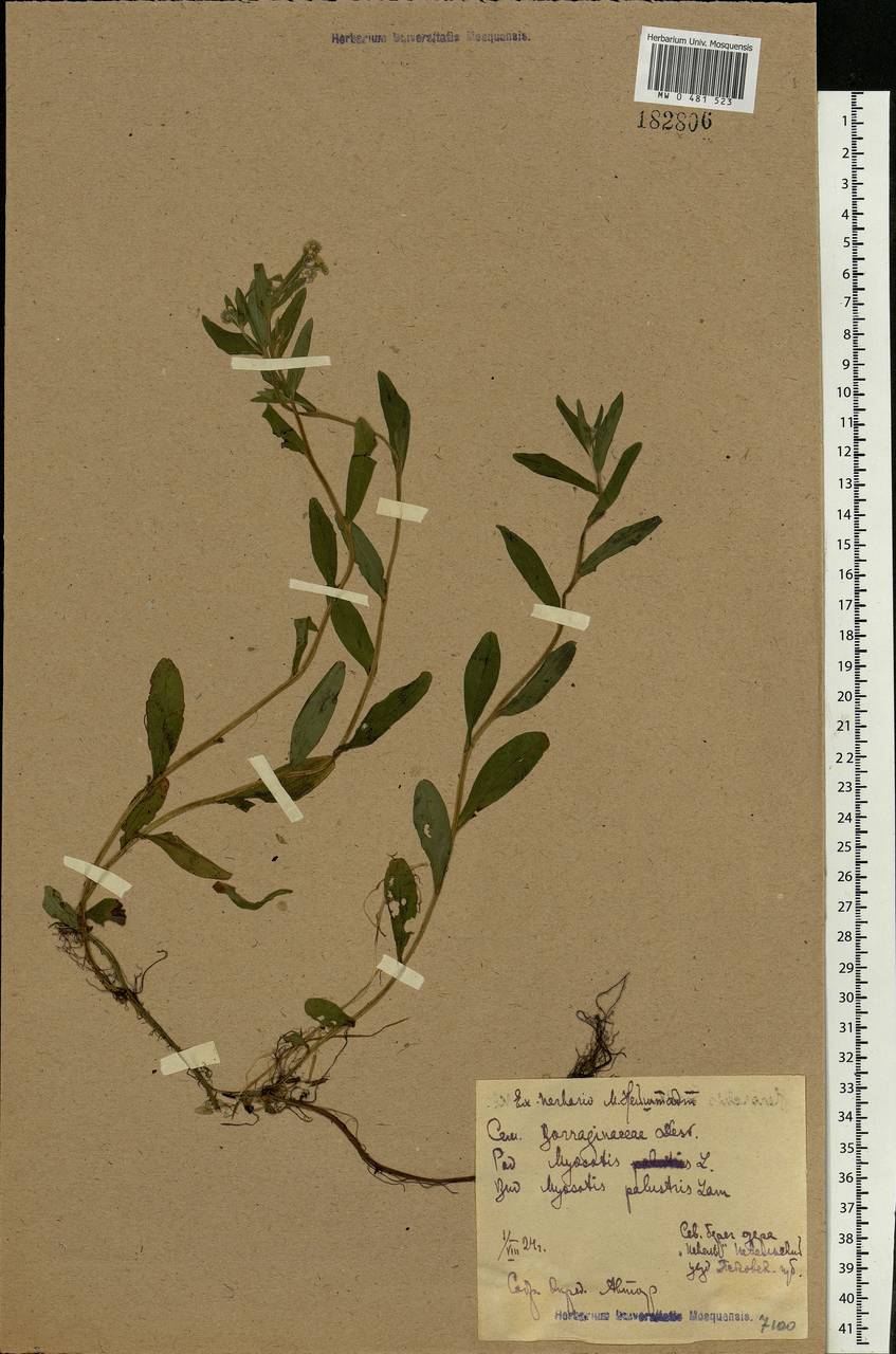 Myosotis scorpioides L., Eastern Europe, North-Western region (E2) (Russia)