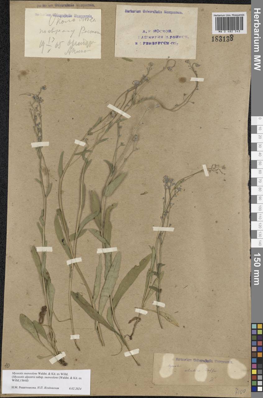 Myosotis alpestris subsp. suaveolens (Waldst. & Kit. ex Willd.) Strid, Eastern Europe, Eastern region (E10) (Russia)