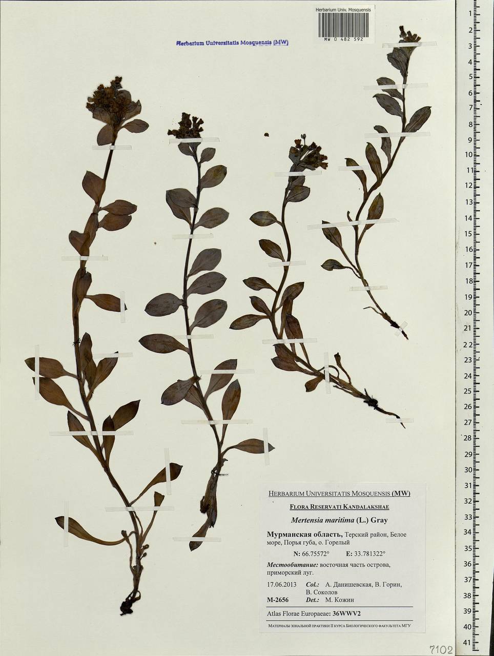 Mertensia maritima (L.) Gray, Eastern Europe, Northern region (E1) (Russia)