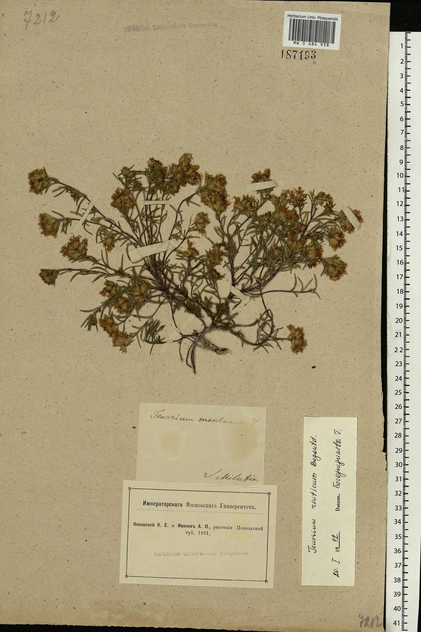 Teucrium montanum subsp. montanum, Eastern Europe, South Ukrainian region (E12) (Ukraine)