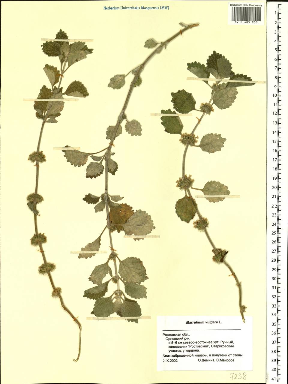 Marrubium vulgare L., Eastern Europe, Rostov Oblast (E12a) (Russia)