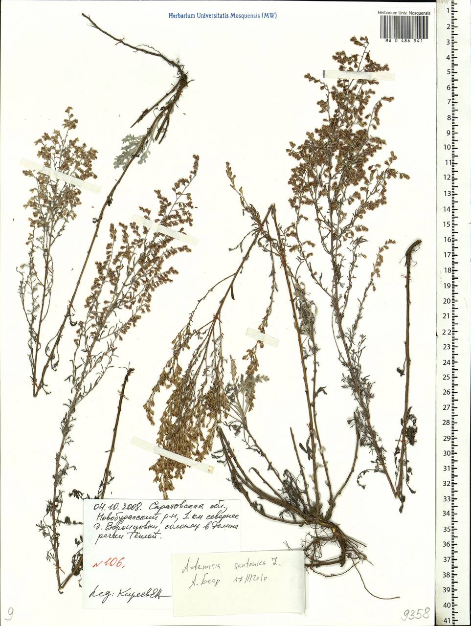 Artemisia caerulescens subsp. caerulescens, Eastern Europe, Lower Volga region (E9) (Russia)