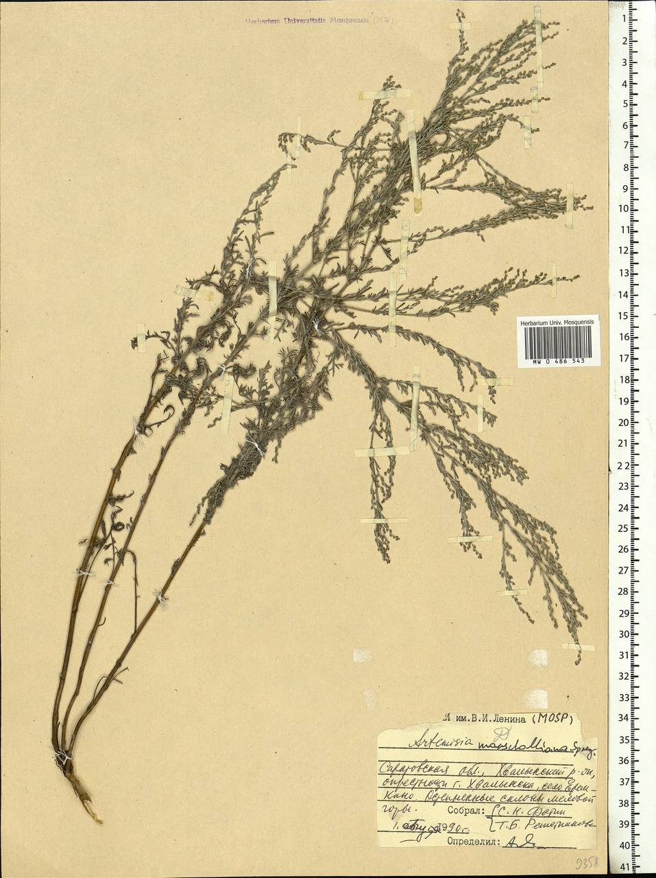 Artemisia caerulescens subsp. caerulescens, Eastern Europe, Lower Volga region (E9) (Russia)