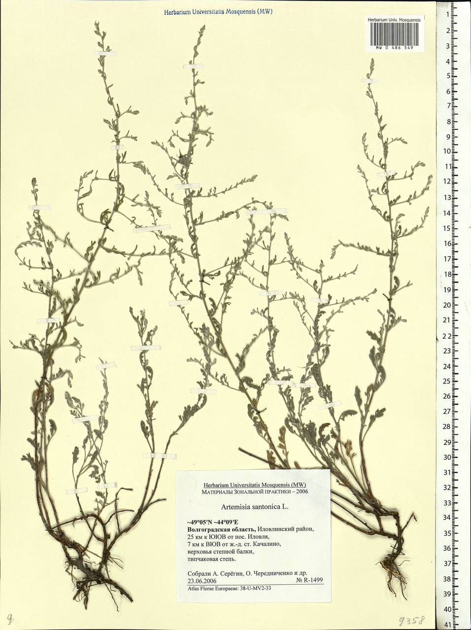 Artemisia caerulescens subsp. caerulescens, Eastern Europe, Lower Volga region (E9) (Russia)